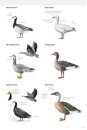 Vogelgids - Natuurgids Birds of China | Princeton University